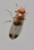 Drosophila suzukii
